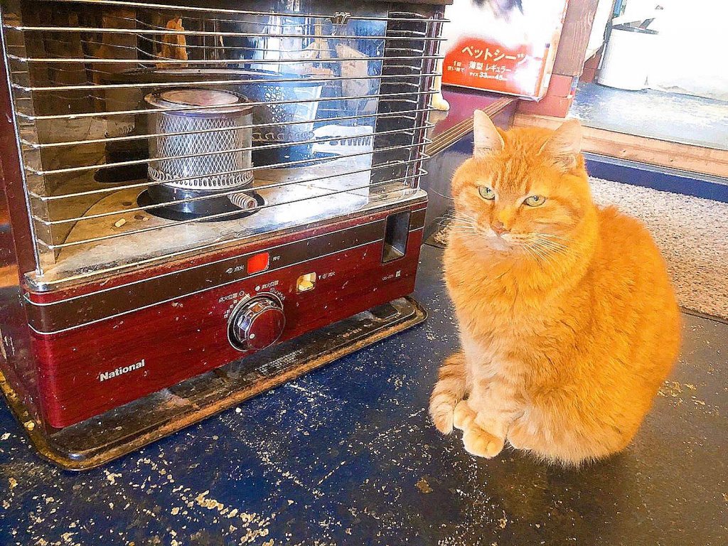 「おうちごはんcafe たまゆらん」のオーナー猫・SAVON（サヴォン）くん