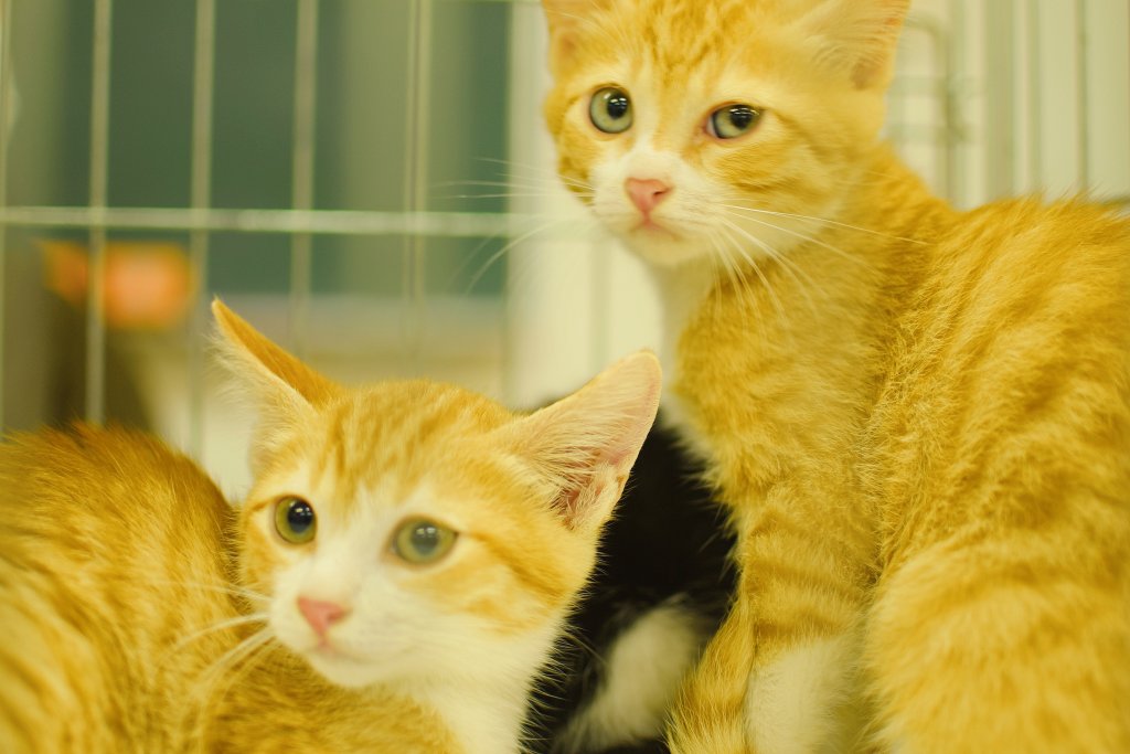 大村さん主催の保護猫譲渡会にて撮影した子猫たち